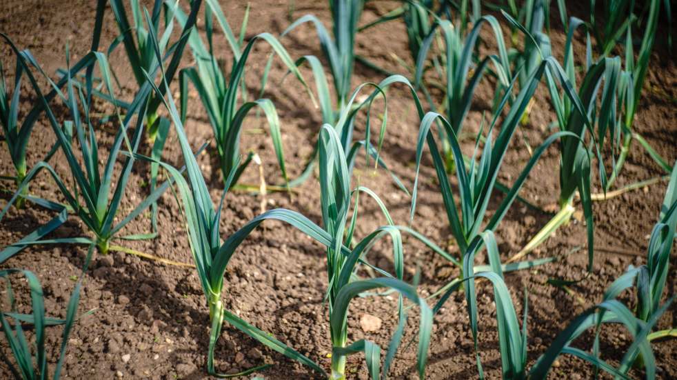 leeks growing in the ground